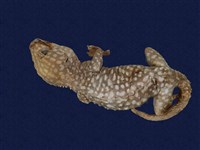 藏品(大守宮)的圖片